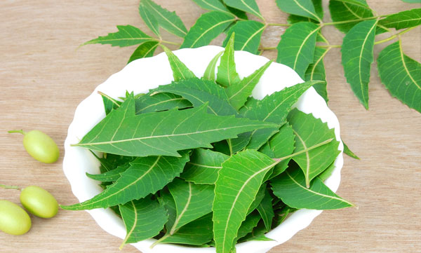 Herbal benefits of Neem leaves