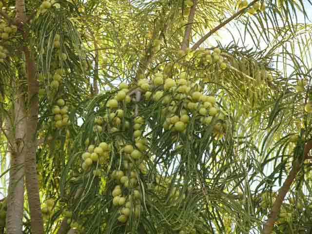 Indian gooseberry Amla tree