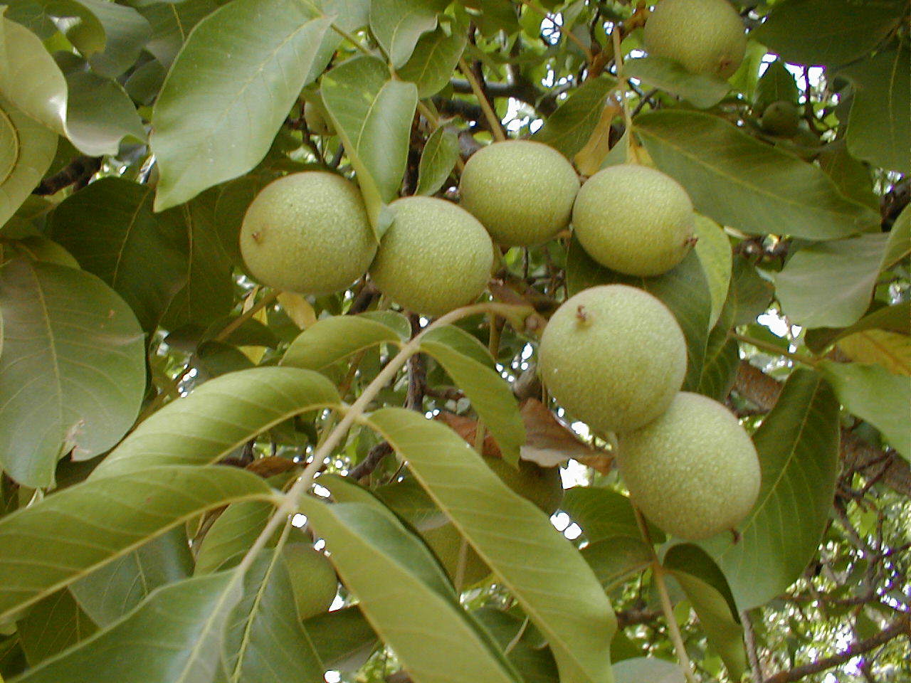 Unripe walnuts