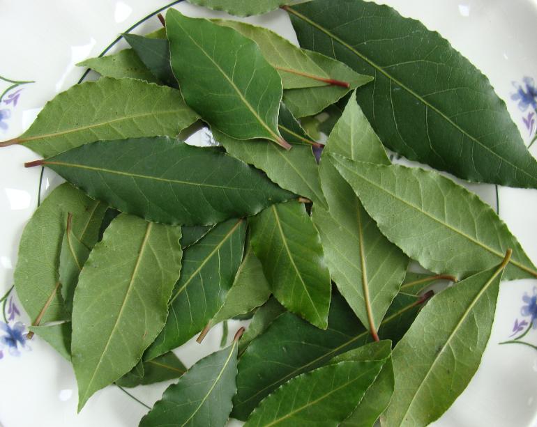 Bay leaves for drying