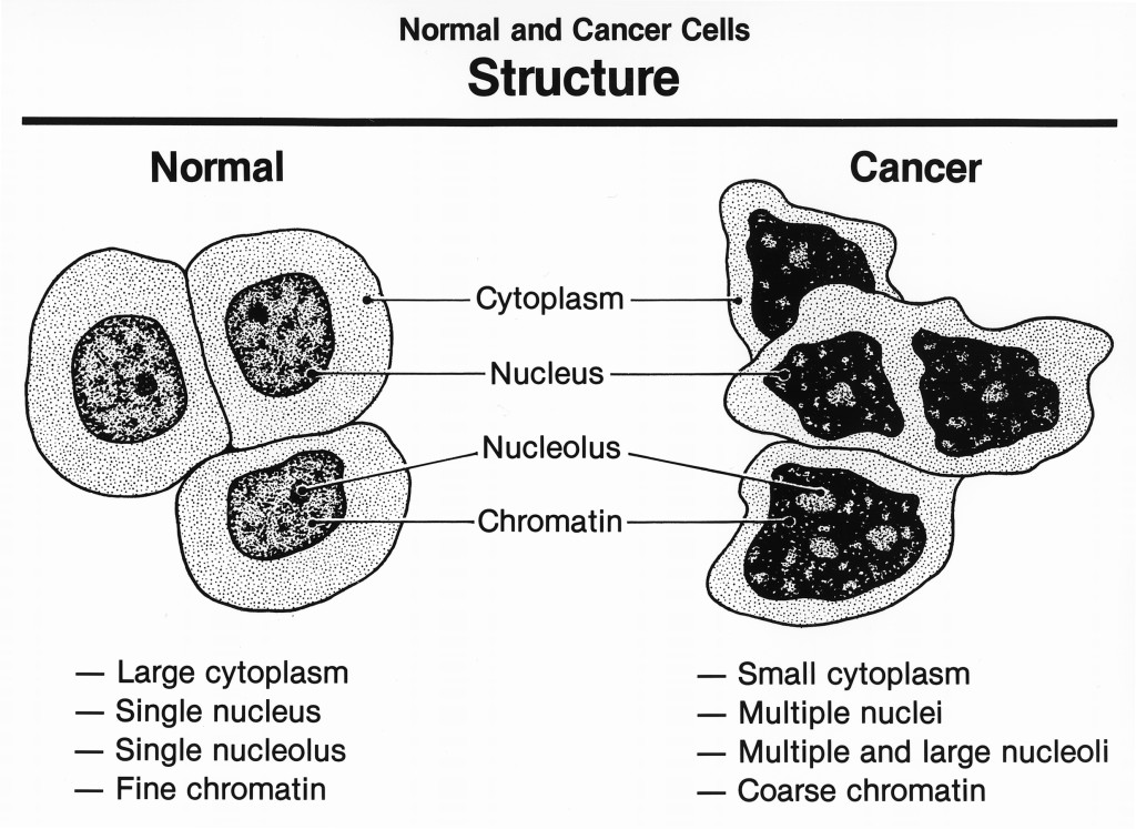 Cancer cells and Normal cells