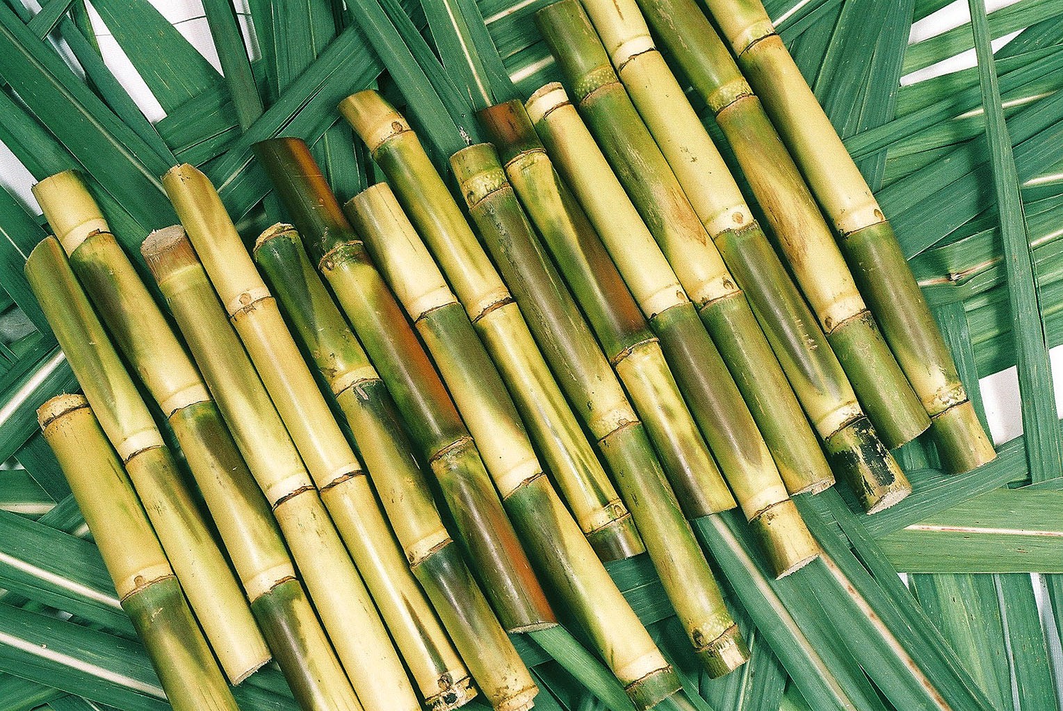 What can I do with a stick of sugar cane? - Rankiing Wiki : Facts ...
