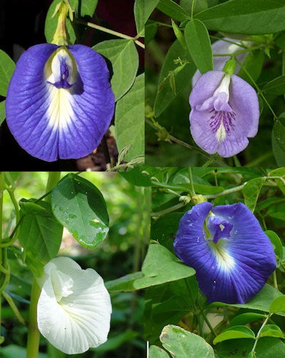 Different-colours-of-Butterfly-pea-flower