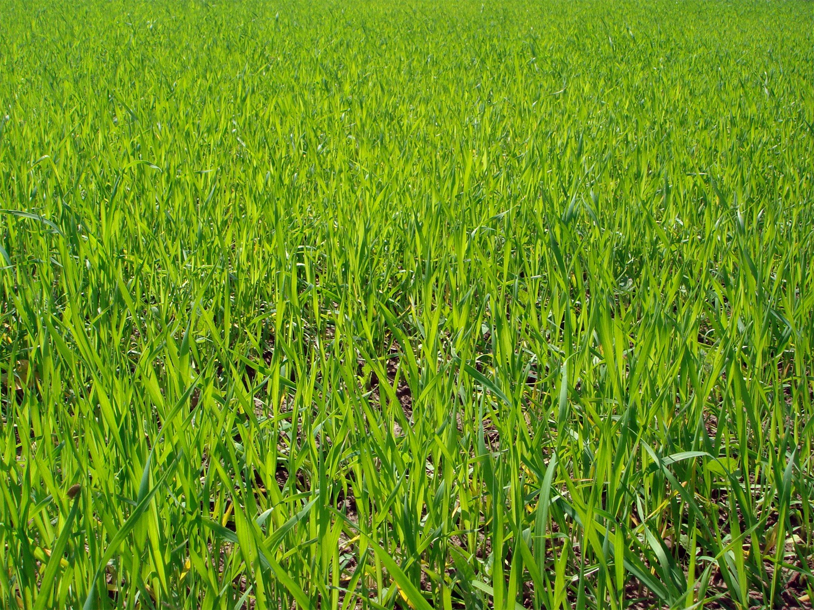 Field of doob grass