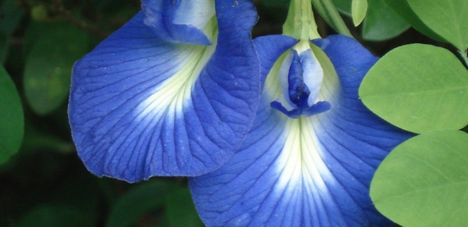 Blue-flower-of-Butterfly-pea