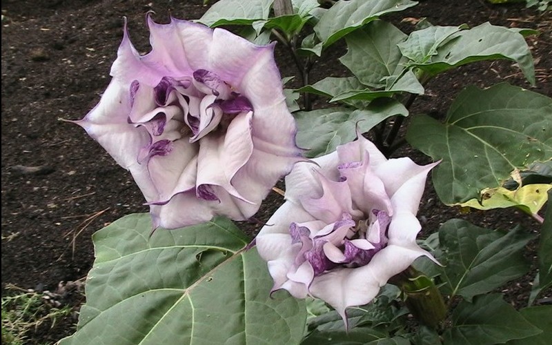 Flowers of Thorn Apple or Dhatura