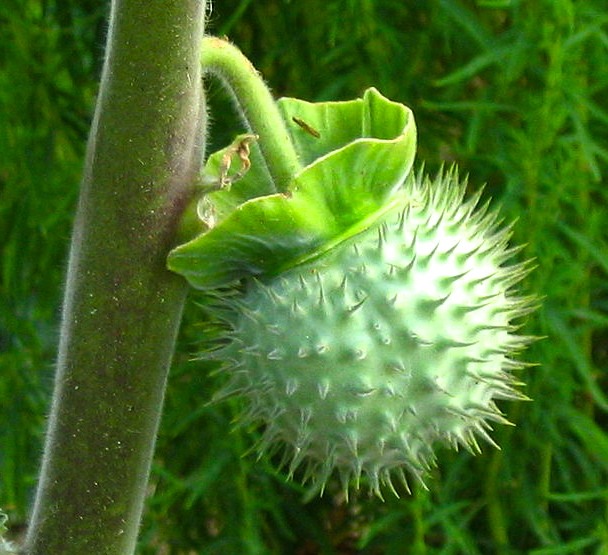 Thorny fruit of Dhatura