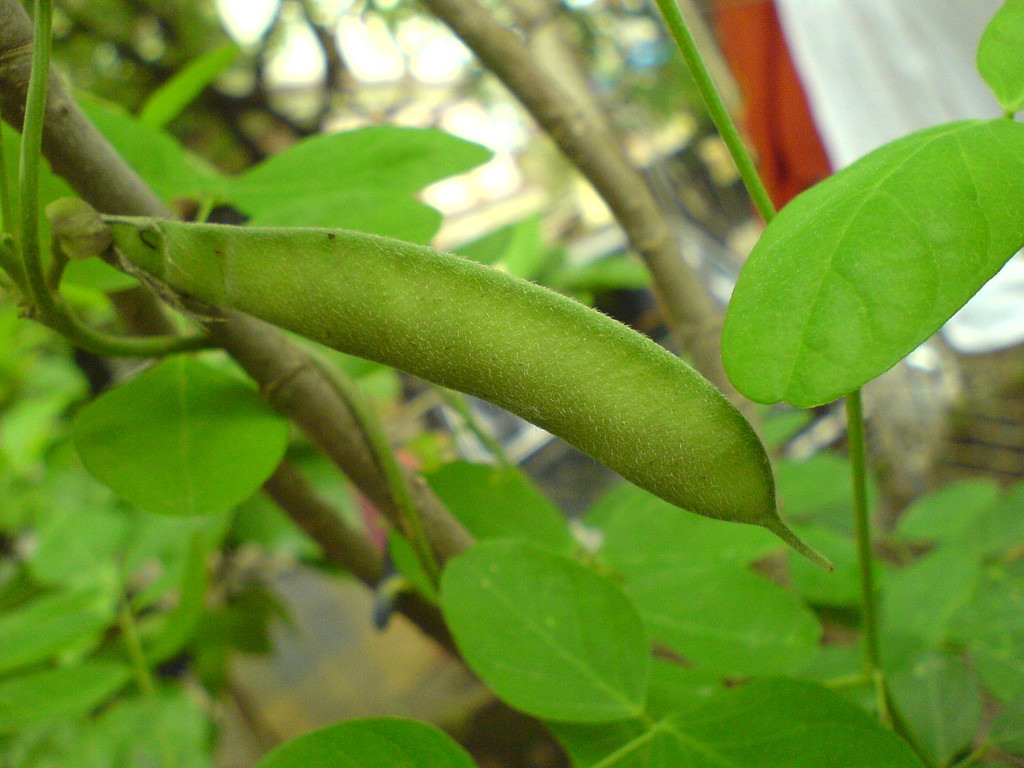 Green-fruit-of-Butterfly-pea