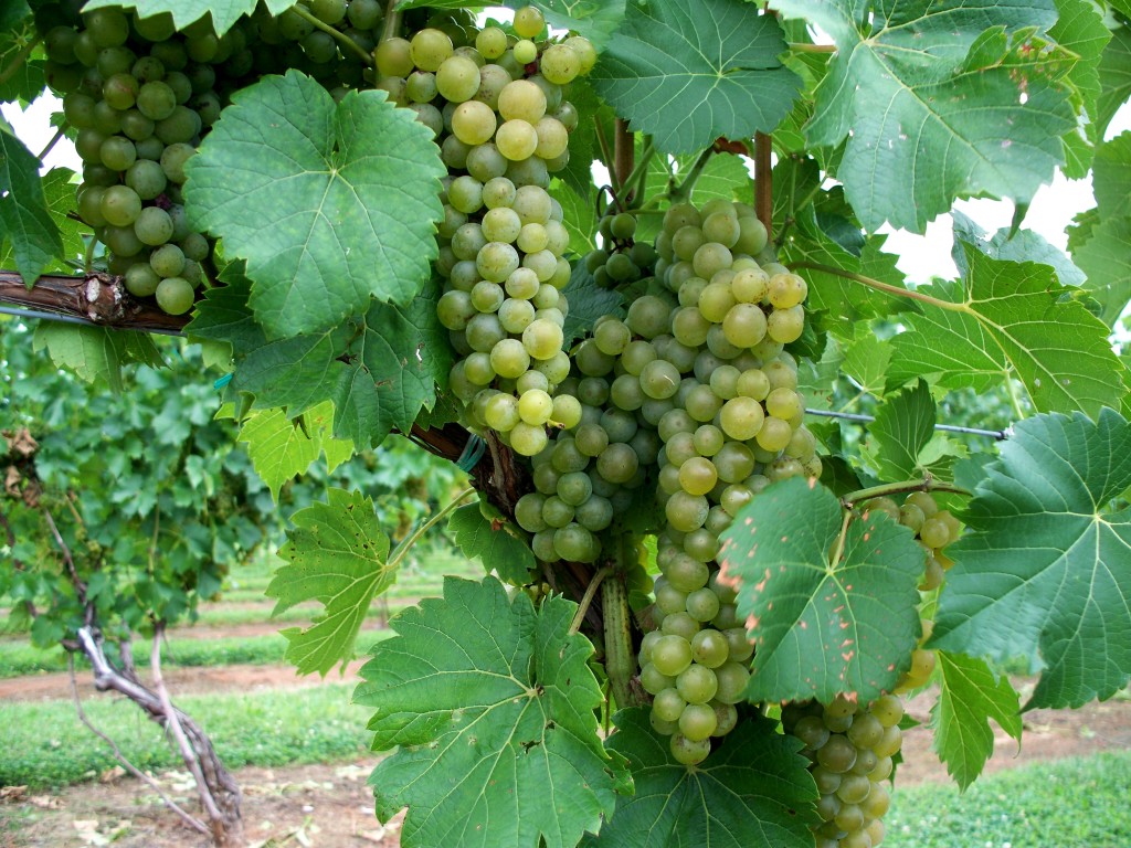 Grapes on vines