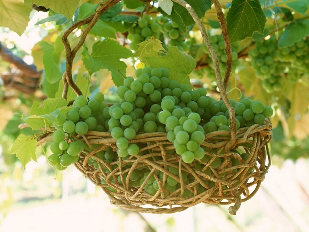 Round green grapes
