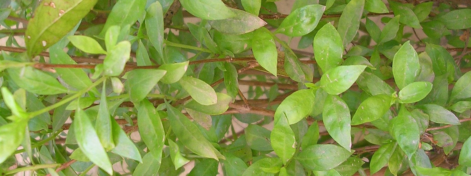 Tender leaves of Henna