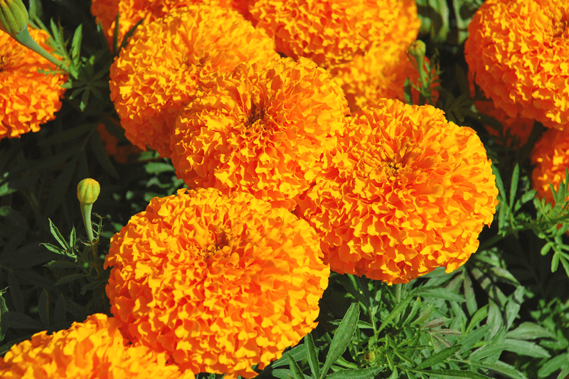 Marigold-flower