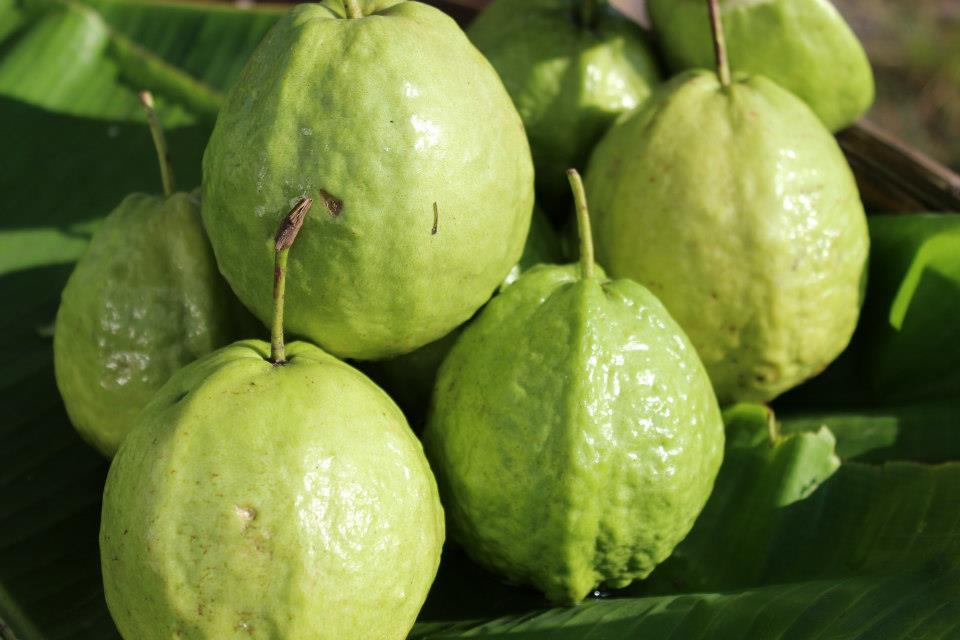 Ripe guava fruit