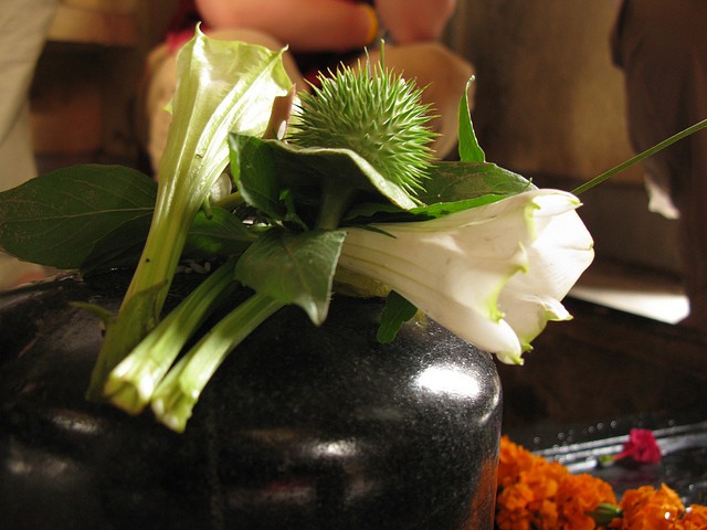 Shivling worship with Dhatura flowers and fruits