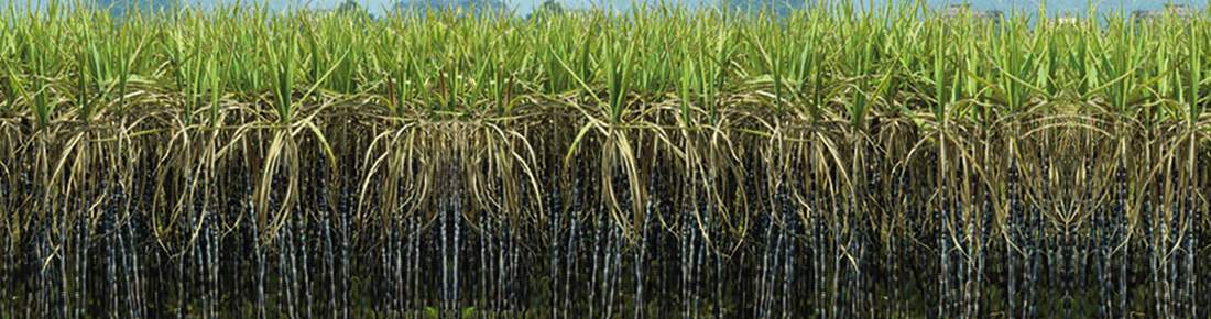 Large farms of Sugr Cane