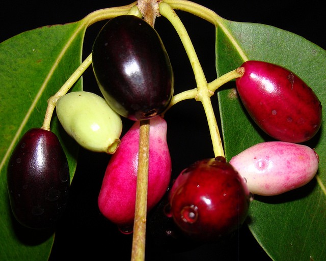Developing Jamun in different stages