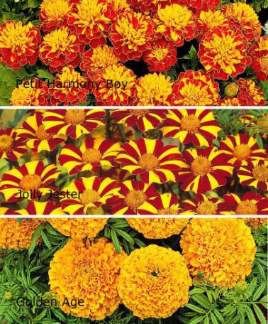 Marigold-flower-with-varieties