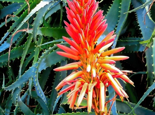 Flower of AloeVera