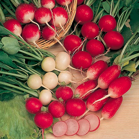 Different colours and species of radish
