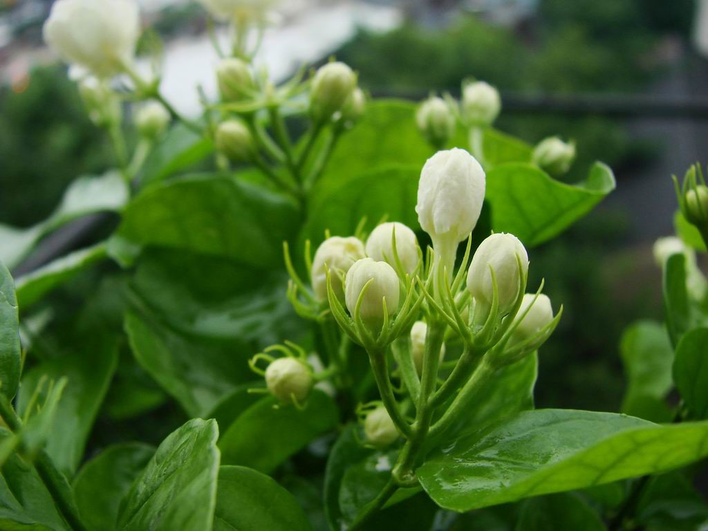 Buds-of-Jasmine-flower