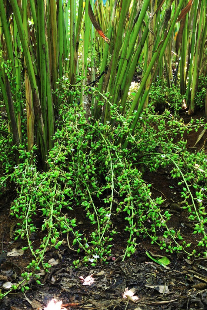 Cardamom-plant-with-buds