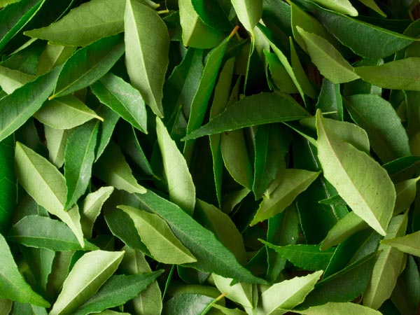 Curry-leaves-therapy