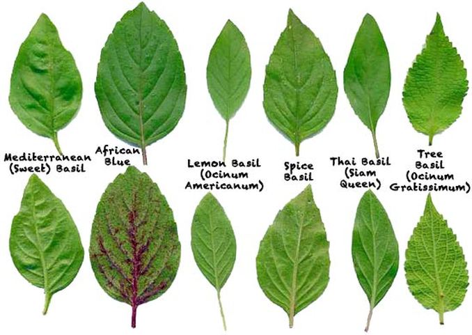 Different kinds of Basil