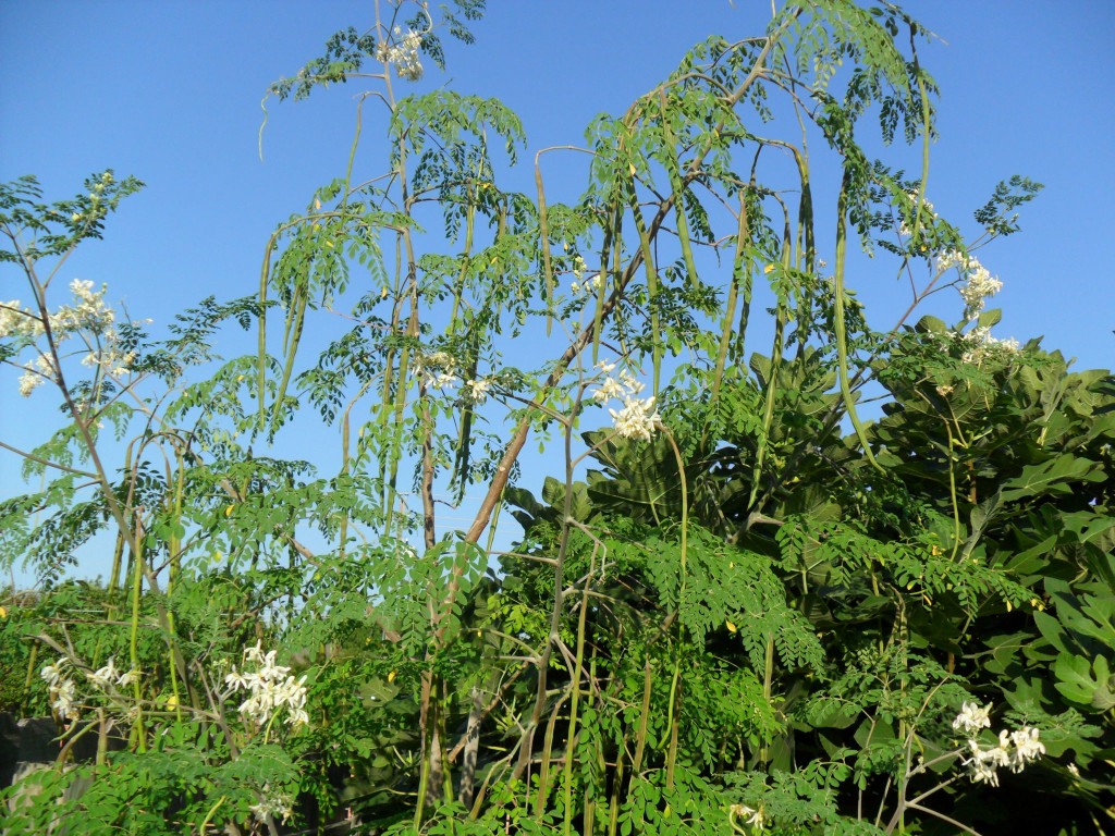 Drumstick plant for health (Munga)