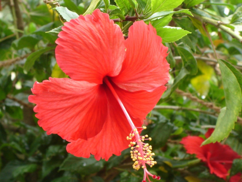 Hibiscus-remedy-for-hairs
