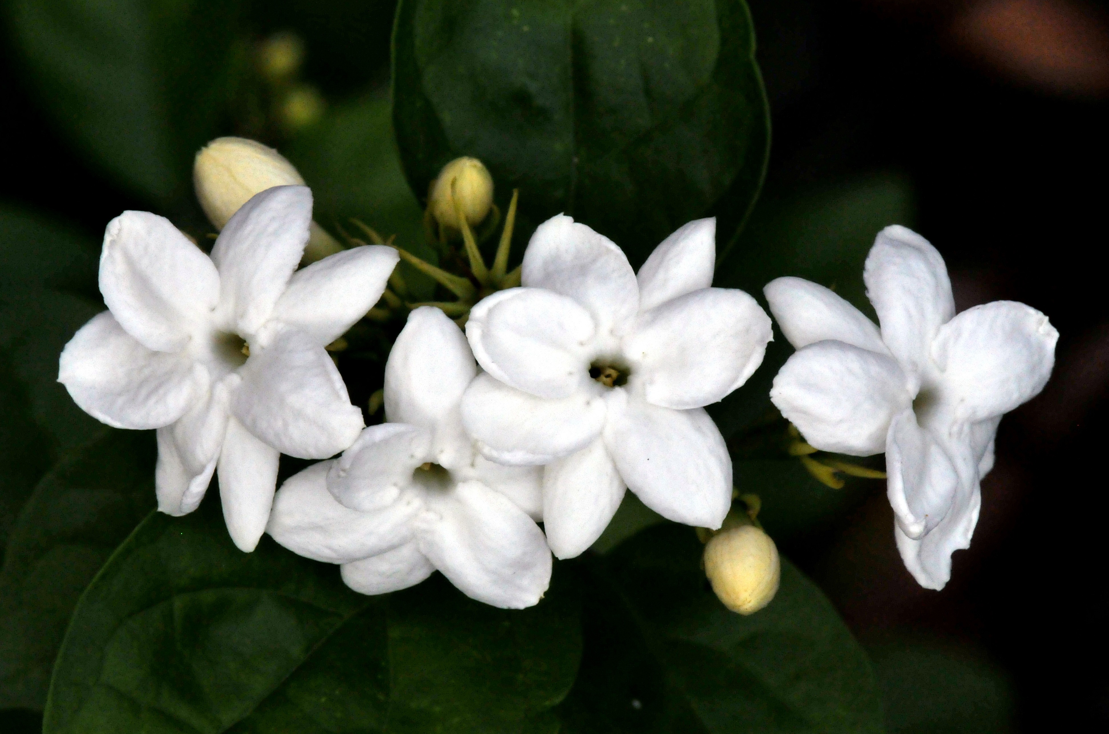 Jasmine-flower
