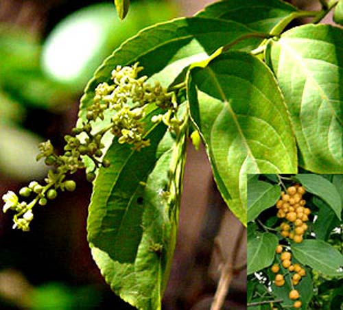 Malkangni tree with seeds and flowers