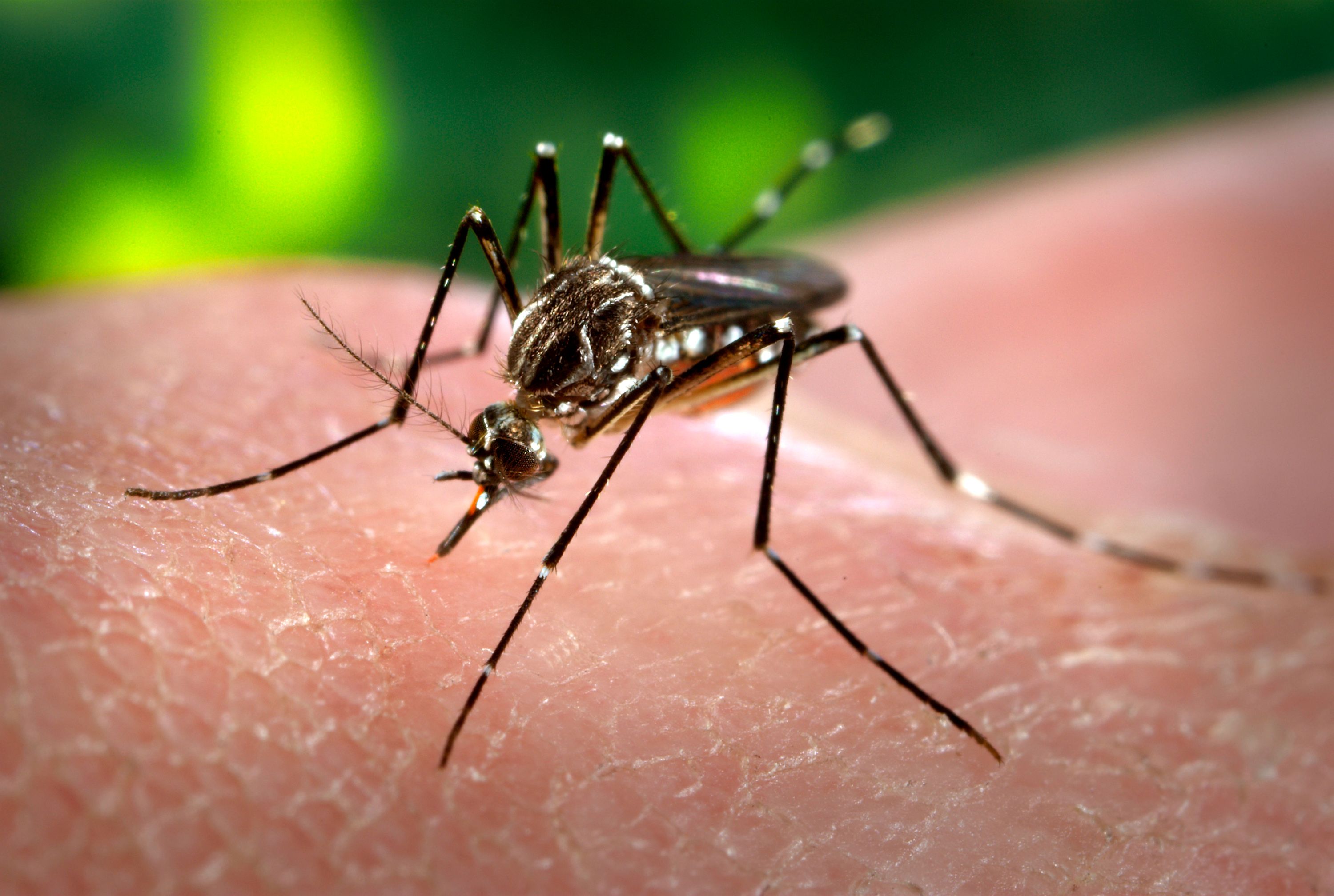 Mosquito-feeding-on-human-host