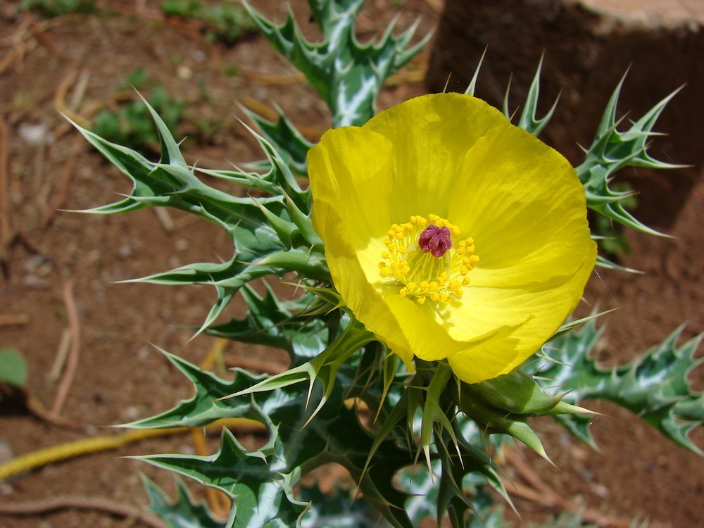 Prickly-poppy-flower