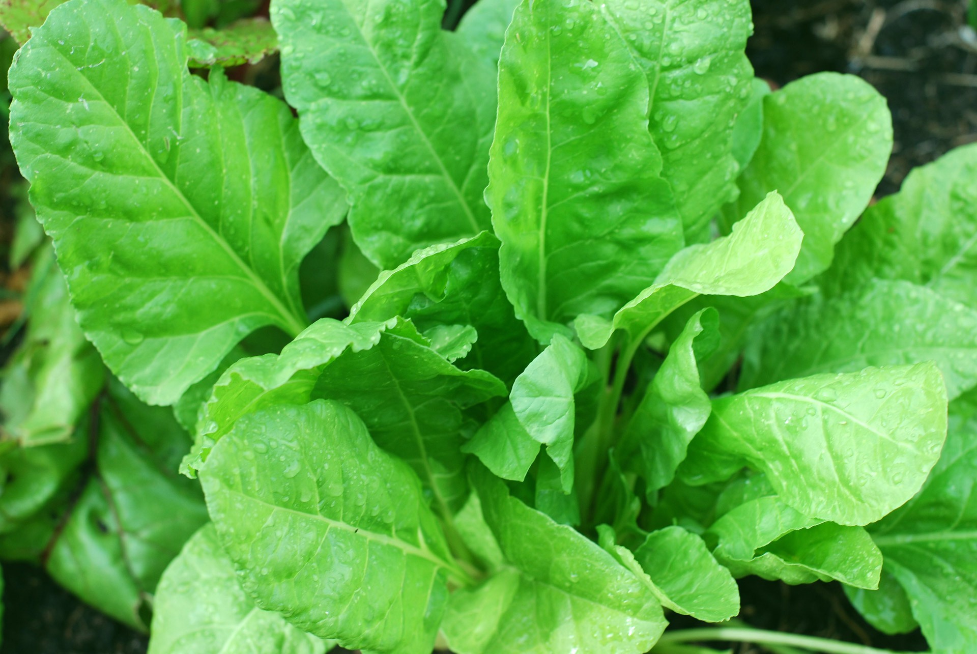 Fresh Spinach leaves
