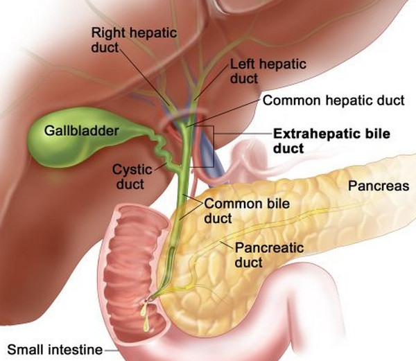 Anatomy-of-Gall-bladder