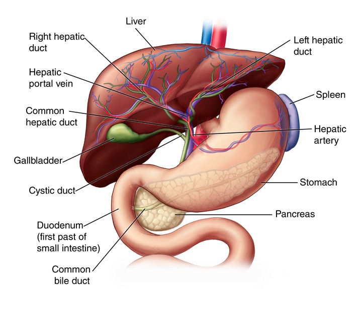 Anatomy of Human Liver