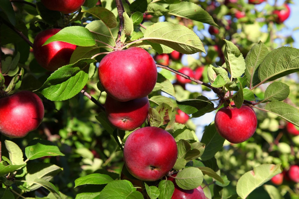 Apples for a healthy liver
