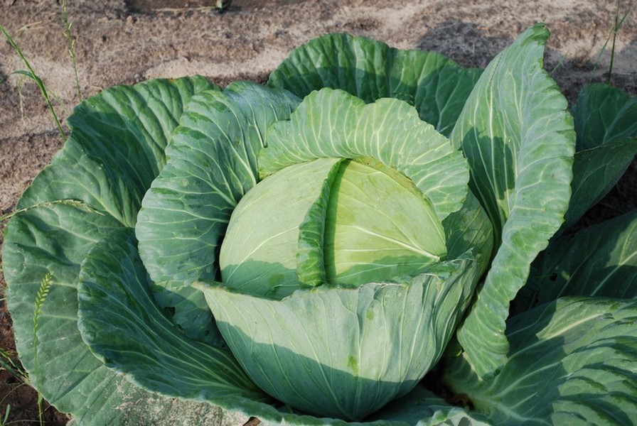 Cabbage-for-health
