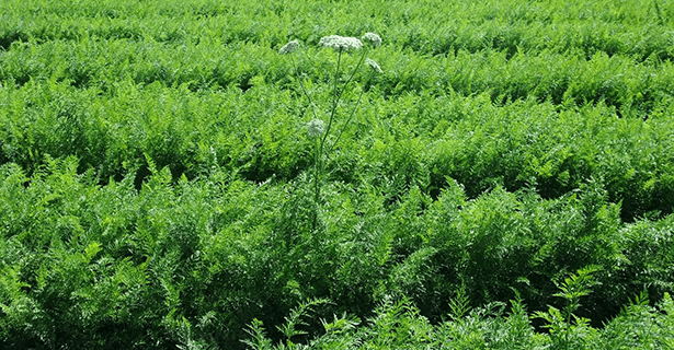 Carrot-field