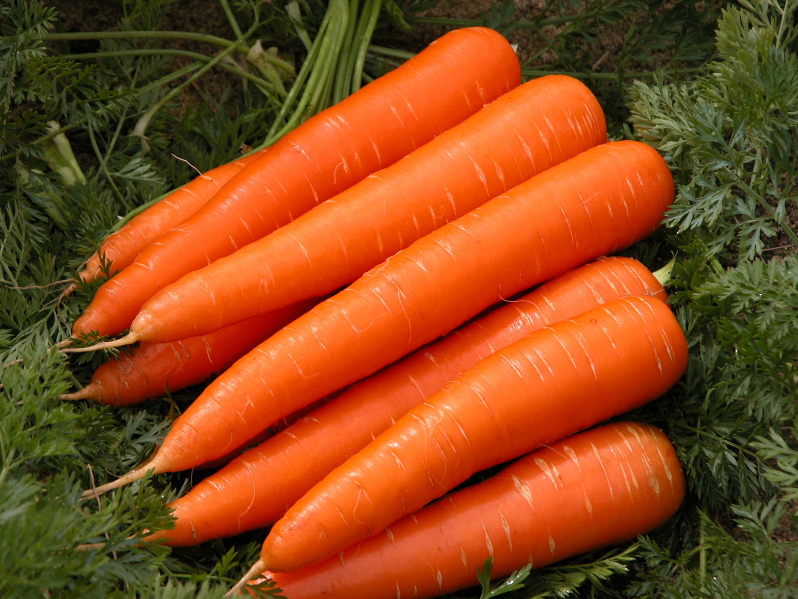 Carrot-fruits