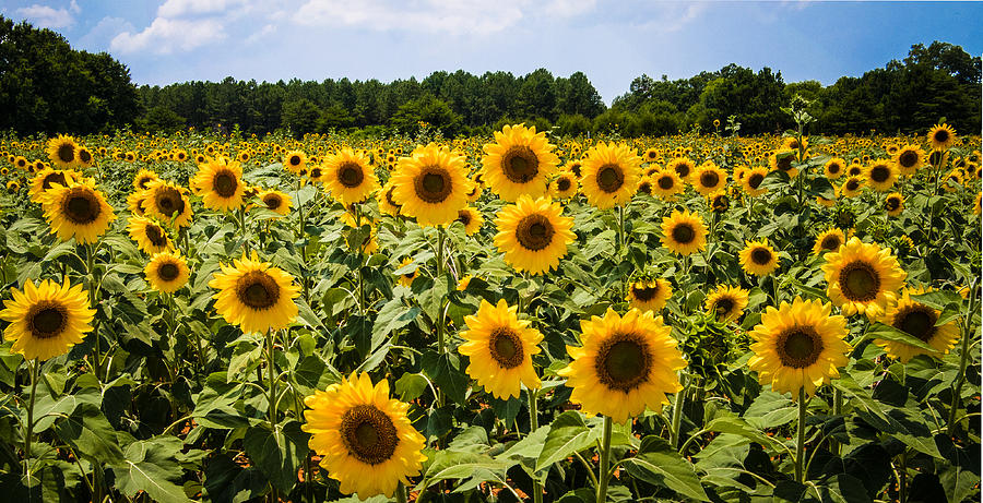 Health benefits of Sunflower