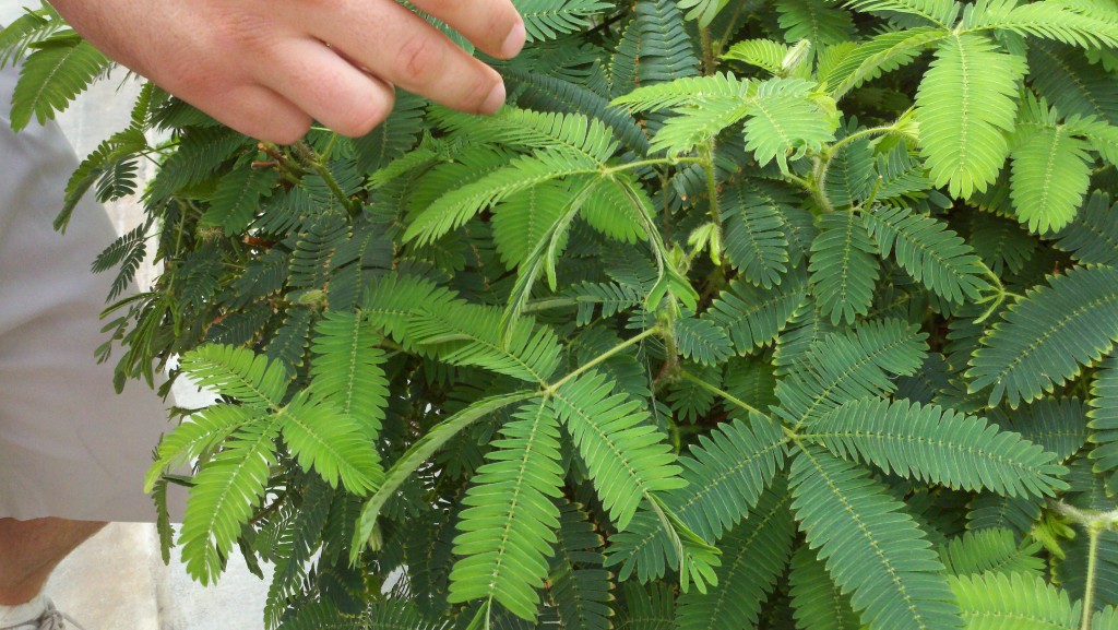 How Sensitive plant shrinks on touch