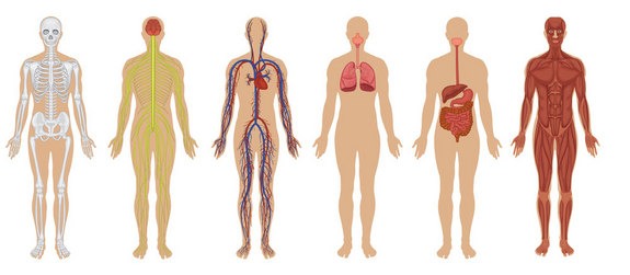 Human-body-systems