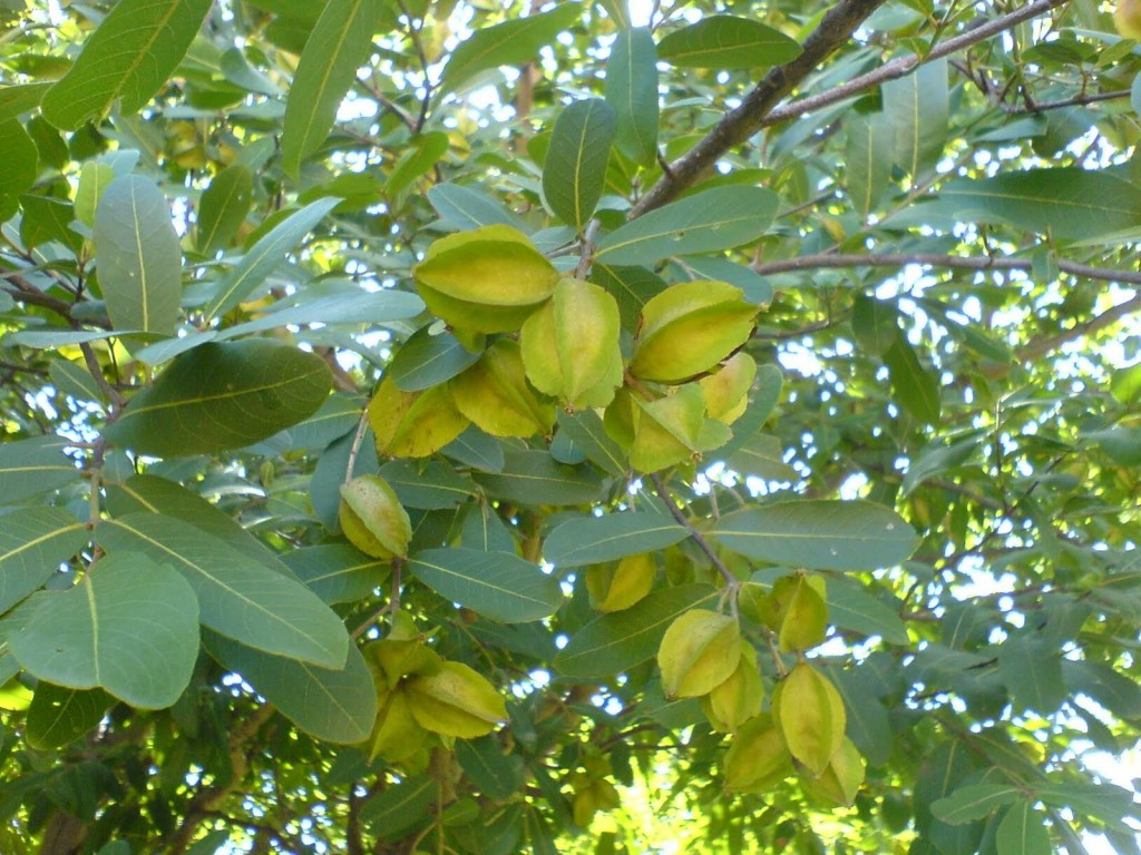 Arjuna tree and fruits