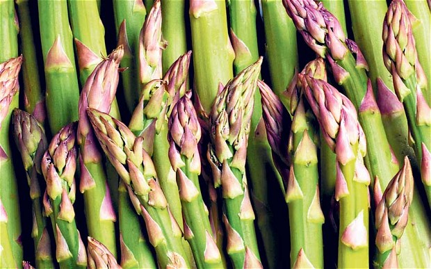 Edible-Asparagus-plant