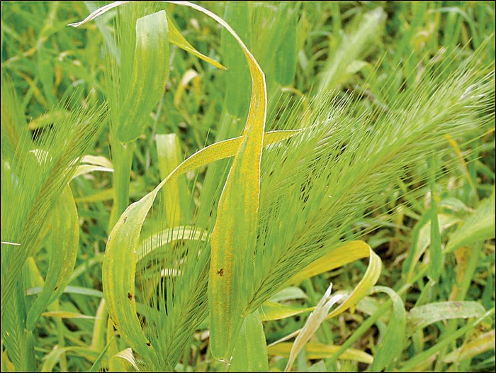 Green Barley grass