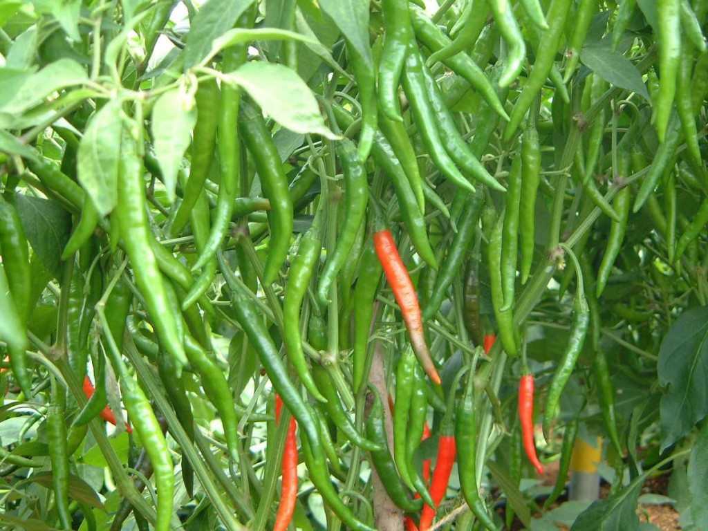 Green chillies in plant