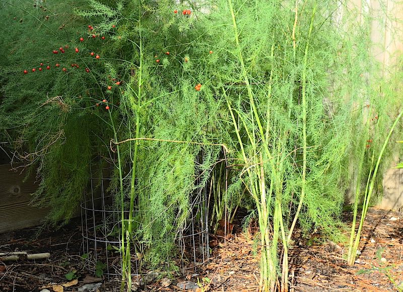 Growing Asparagus in bush