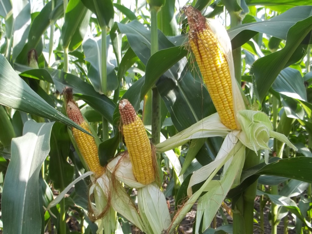 Growing maize crop