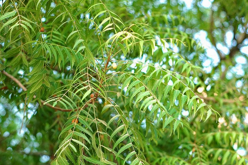 Health-benefits-of-neem-tree